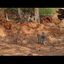 Eine von mehreren Affenbanden, die wir heute sahen